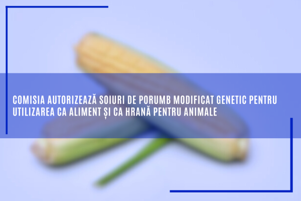 porumb modificat genetic